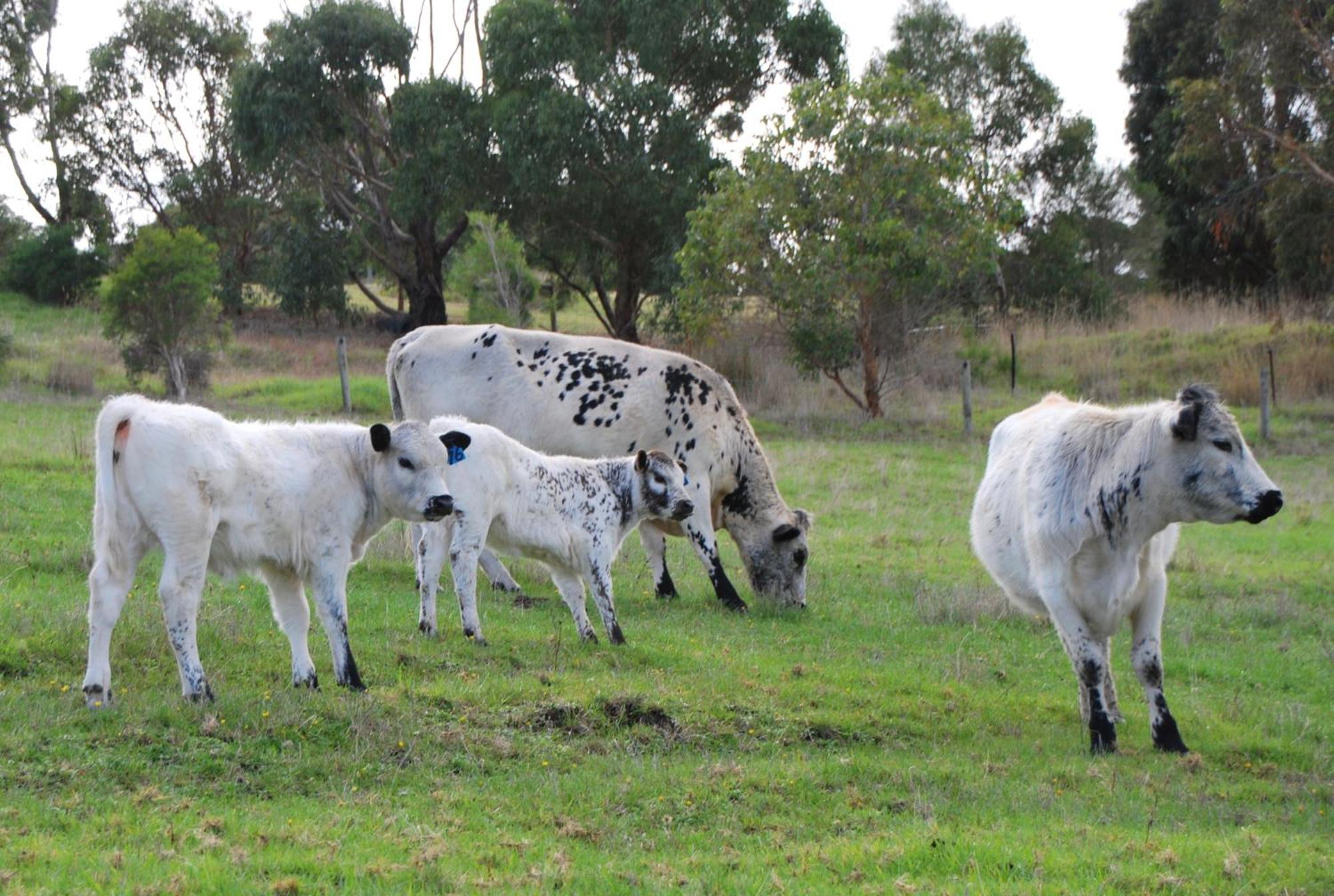 Back Valley Farmstay Bed And Breakfast Victor Harbor Exterior foto