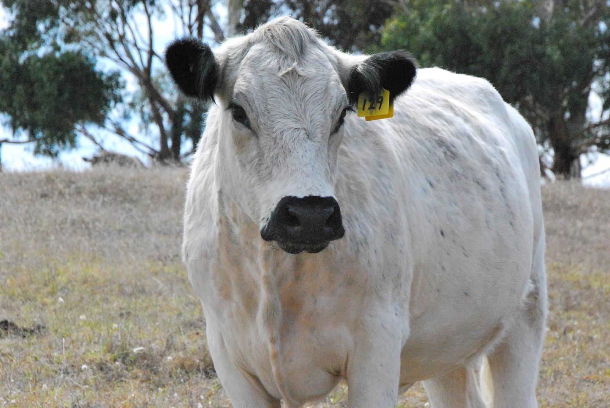 Back Valley Farmstay Bed And Breakfast Victor Harbor Exterior foto