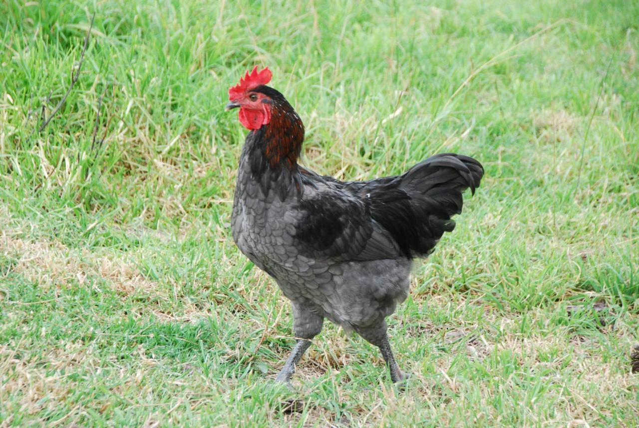 Back Valley Farmstay Bed And Breakfast Victor Harbor Exterior foto