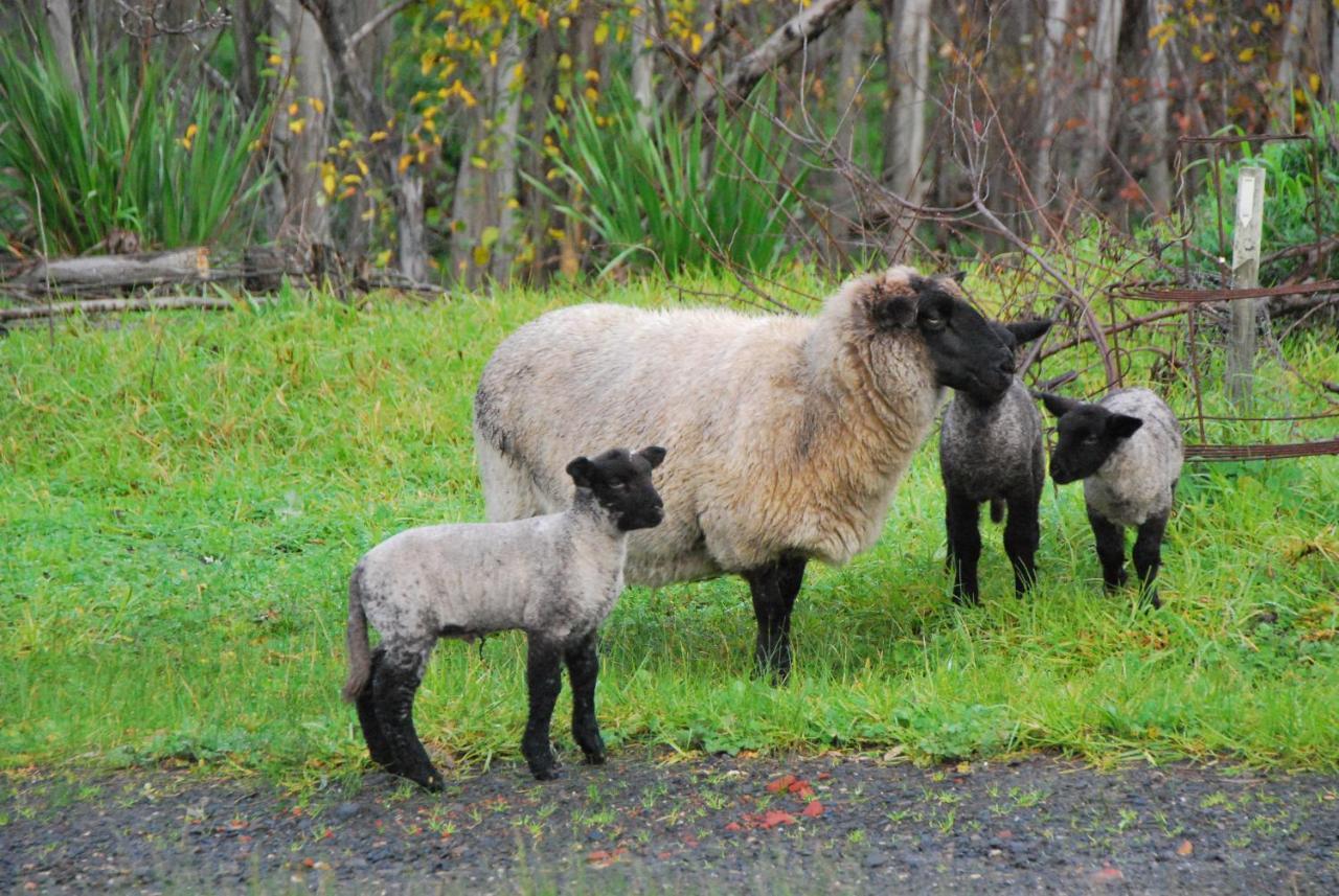 Back Valley Farmstay Bed And Breakfast Victor Harbor Exterior foto